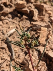 Euphorbia exstipulata