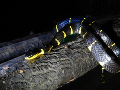 Boiga melanota