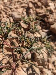 Euphorbia exstipulata