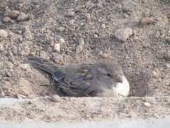 Passer domesticus