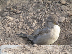 Passer domesticus