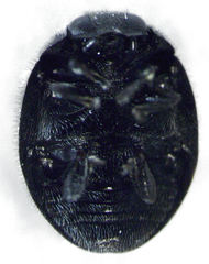Telsimia subviridis
