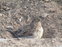 Passer domesticus