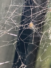 Araneus bicentenarius