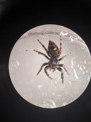 Phidippus audax