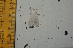 Amerila eugenia