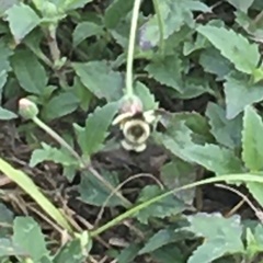 Bombus impatiens image