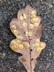 Neuroterus quercusbaccarum