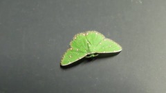 Argyrocosma inductaria