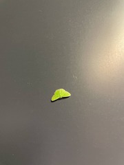 Argyrocosma inductaria