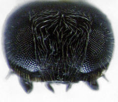 Telsimia subviridis