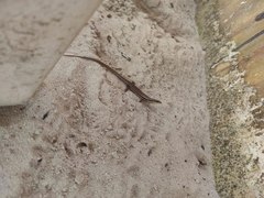 Marisora lineola