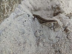 Marisora lineola