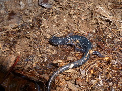Plethodon savannah