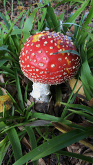 Amanita muscaria
