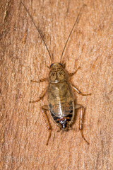 Latiblattella tarasca