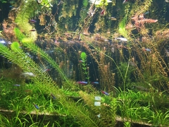 Hygrophila lacustris