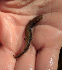 Necturus lewisi