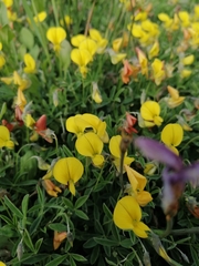 Crotalaria excisa