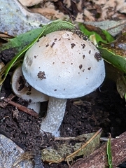 Fungi
