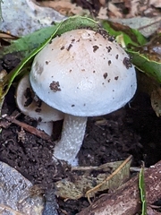 Fungi