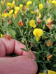 Crotalaria excisa