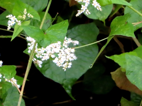Image of Fagopyrum cymosum by (c) mami_t_t, some rights reserved (CC BY)