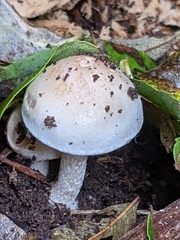 Fungi