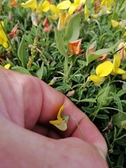 Crotalaria excisa