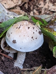 Fungi