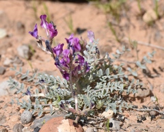 Astragalus amphioxys