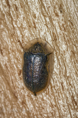 Physonota