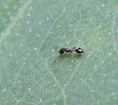 Monomorium