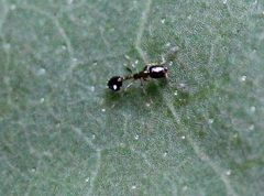 Monomorium