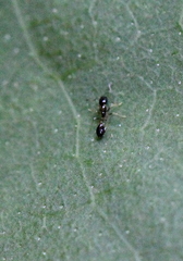 Monomorium