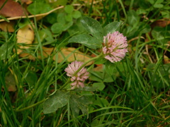 Trifolium pratense