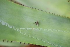 Pseudodyscrasis scutellaris