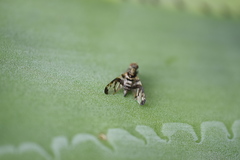 Pseudodyscrasis scutellaris