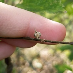 Celticecis semenrumicis