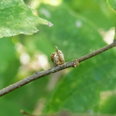 Celticecis semenrumicis