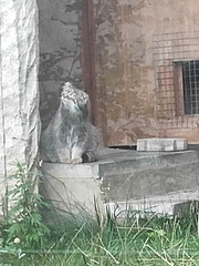 Otocolobus manul