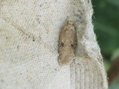 Agonopterix propinquella