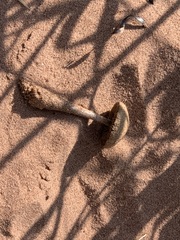 Psathyrella arenulina