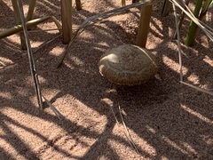 Psathyrella arenulina