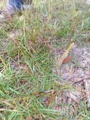 Eremochloa ophiuroides