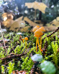 Mycena strobilinoidea