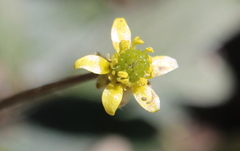 Ranunculus harveyi