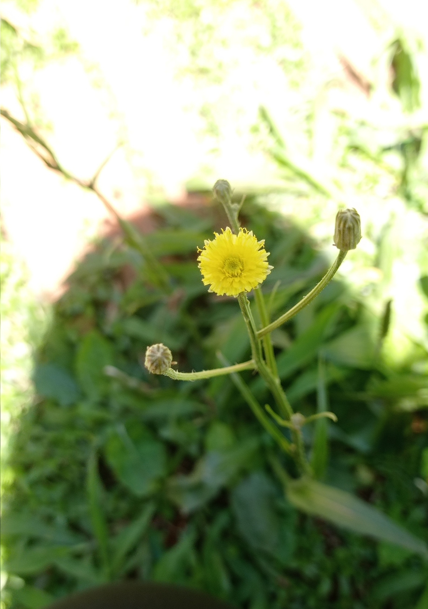Hypochaeris chillensis