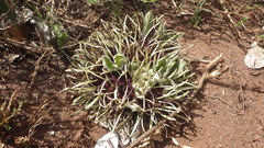 Brachystelma barberae