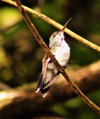 Chrysuronia coeruleogularis